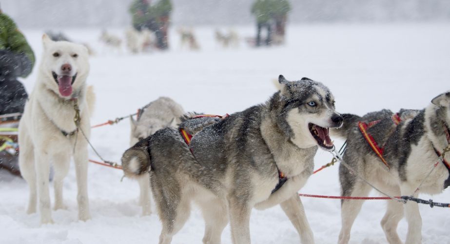 29 38 Lapland 9 29 38 Lapland 9